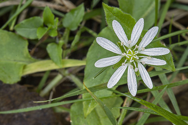 mäkkuľa vodná Myosoton aquaticum (L.) Moench