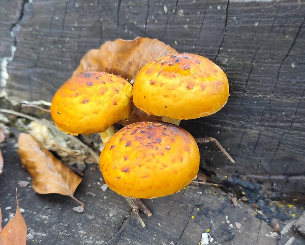 šupinovka Pholiota sp.