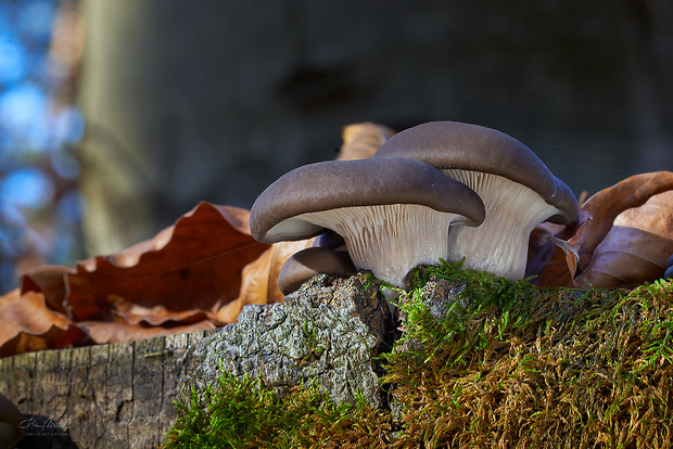 hliva ustricovitá Pleurotus ostreatus (Jacq.) P. Kumm.