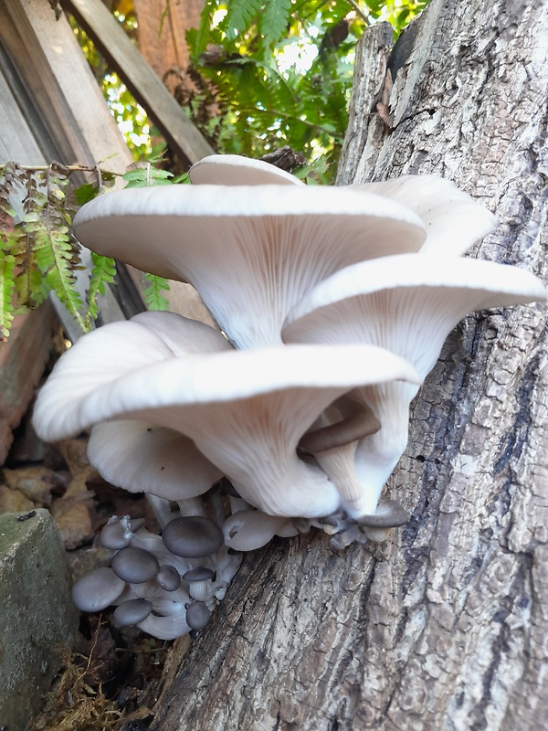 hliva Pleurotus sp.