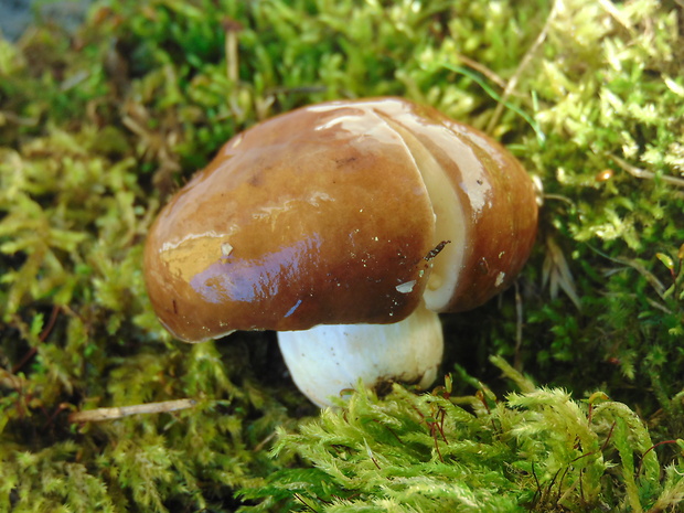 plávka Russula sp.