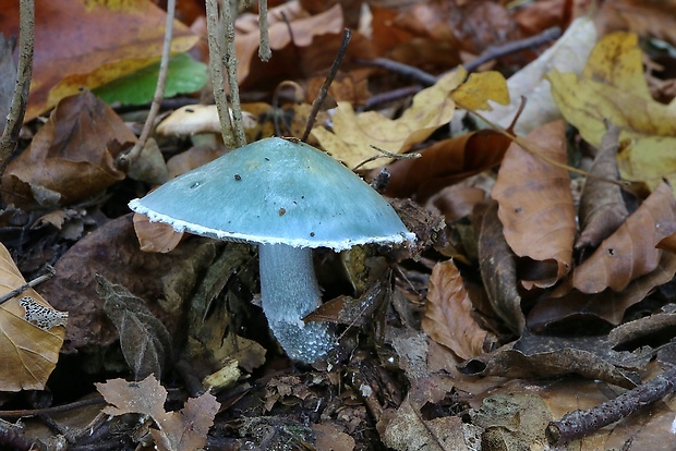 golierovka zelenomodrá Stropharia caerulea Kreisel