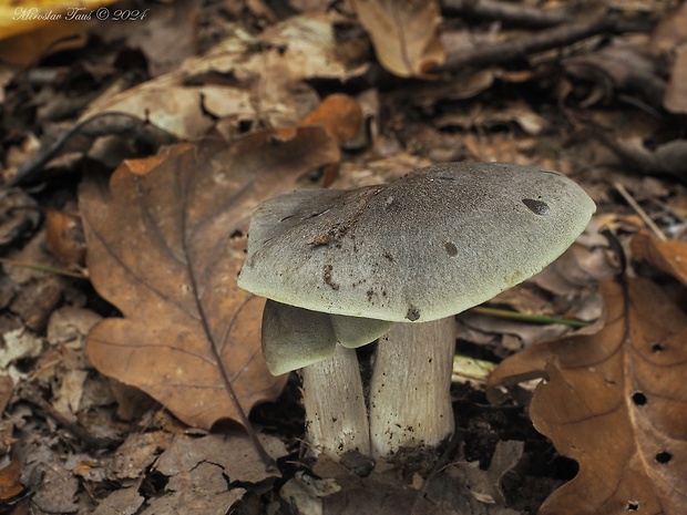 čírovka mydlová Tricholoma saponaceum (Fr.) P. Kumm.