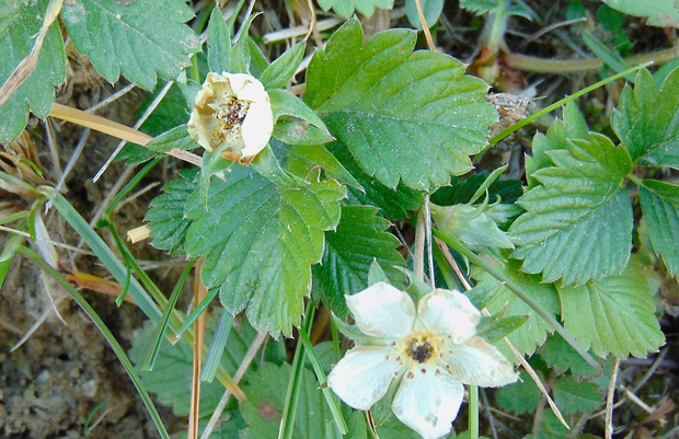 jahoda Fragária sp