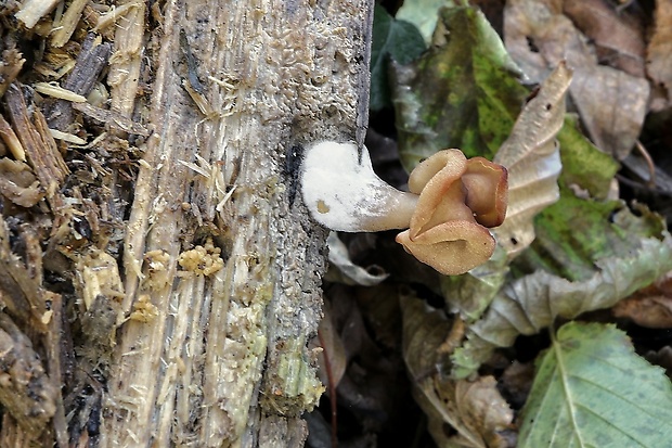 ušiak mitrovitý Gyromitra infula (Schaeff.) Quél.