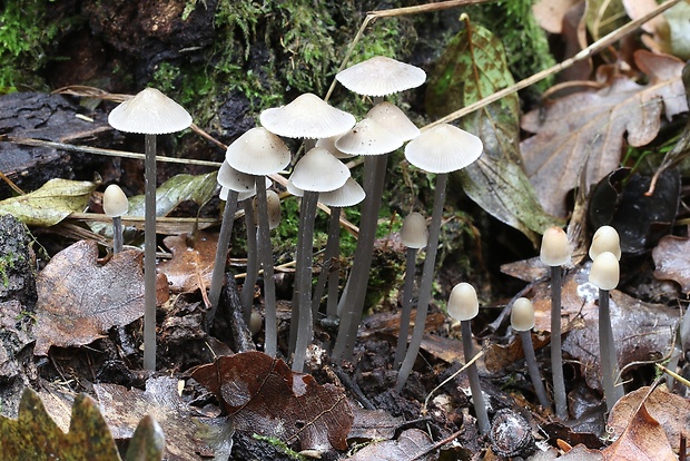 prilbička Mycena sp.