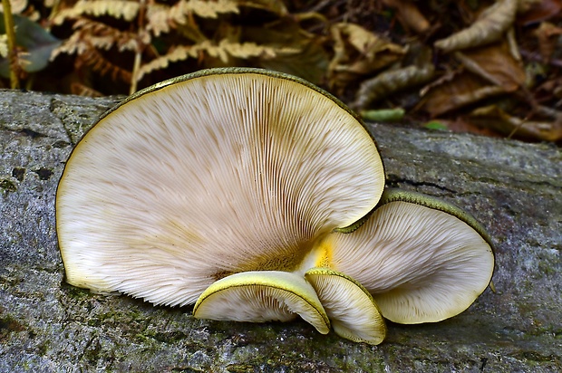 pňovka neskorá Sarcomyxa serotina (Pers.) P. Karst.