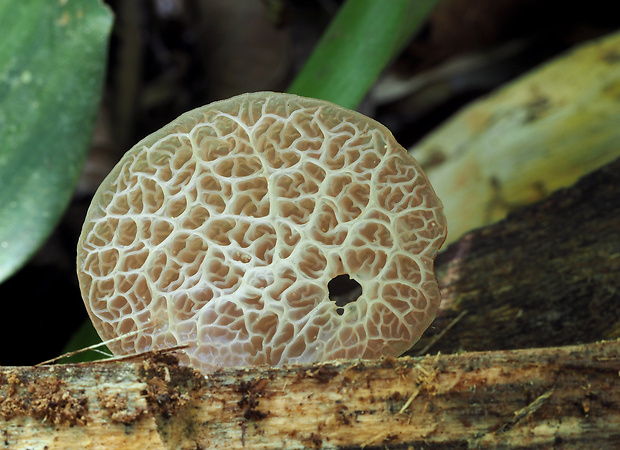 uchovka Auricularia delicata (Mont. ex Fr.) Henn.