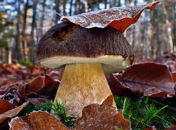 hríb sosnový Boletus pinophilus Pil. et Dermek in Pil.