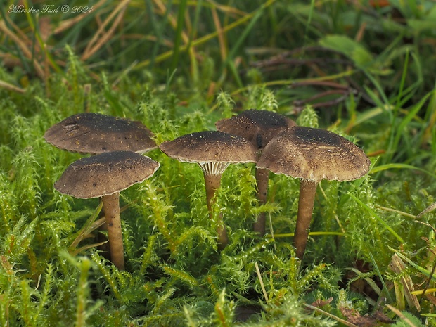 oblúkovka páchnuca Camarophyllopsis foetens (W. Phillips) Arnolds