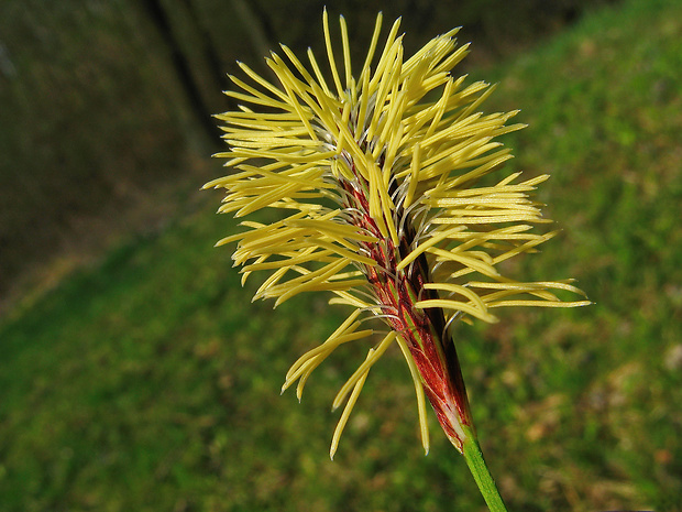 ostrica chlpatá Carex pilosa Scop.