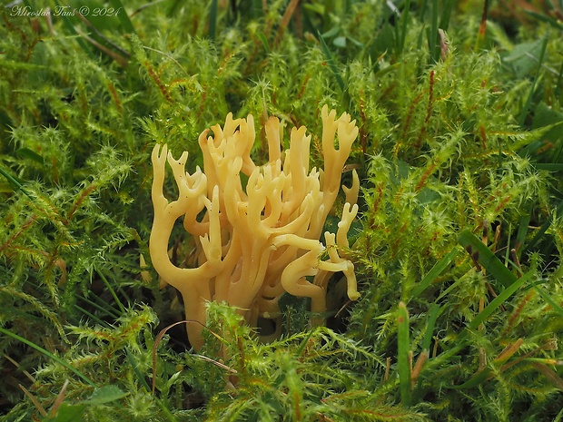 pakonárovka parôžkovitá Clavulinopsis corniculata (Schaeff.) Corner