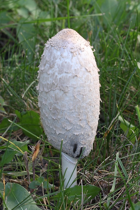 hnojník obyčajný Coprinus comatus (O.F. Müll.) Pers.