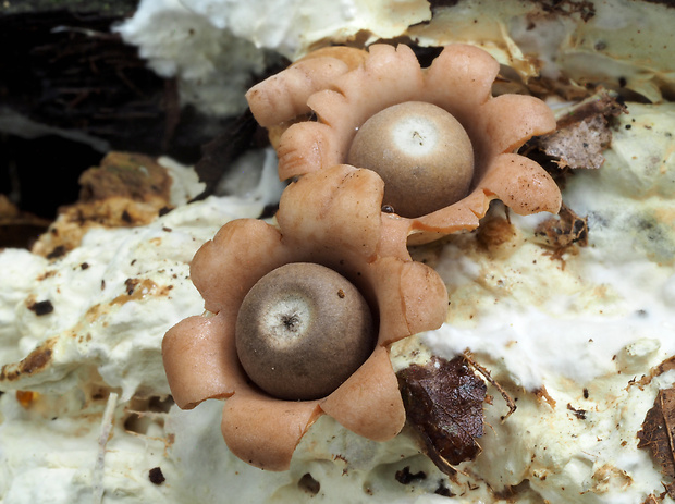 hviezdovka Geastrum schweinitzii (Berk. & M.A. Curtis) Zeller