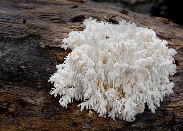 koralovec bukový Hericium coralloides (Scop.) Pers.