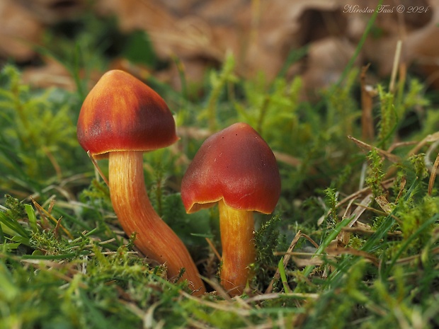 lúčnica granátovočervená Hygrocybe punicea (Fr.) P. Kumm.