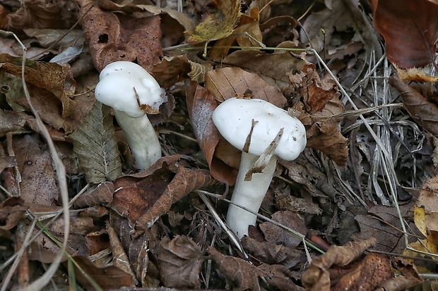 šťavnačka slonovinová Hygrophorus eburneus (Bull.) Fr.