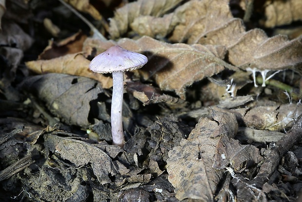 vláknica hlinovolupeňová Inocybe geophylla (Bull.) P. Kumm.