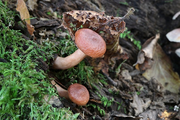 rýdzik Lactarius sp.