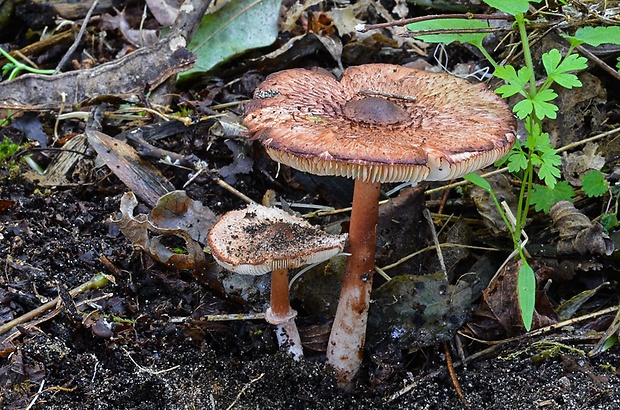 bedlica šafranovočervená Leucoagaricus croceovelutinus (Bon & Boiffard) Bon & Boiffard