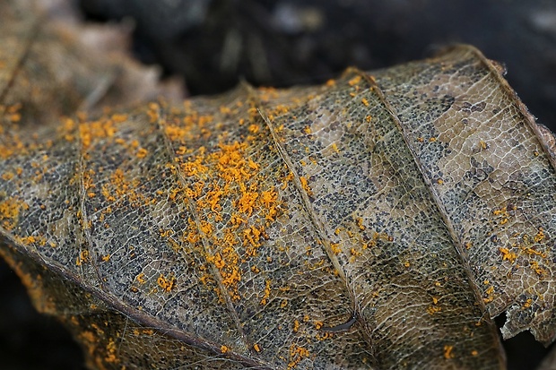 hnedospórka Melampsora sp.