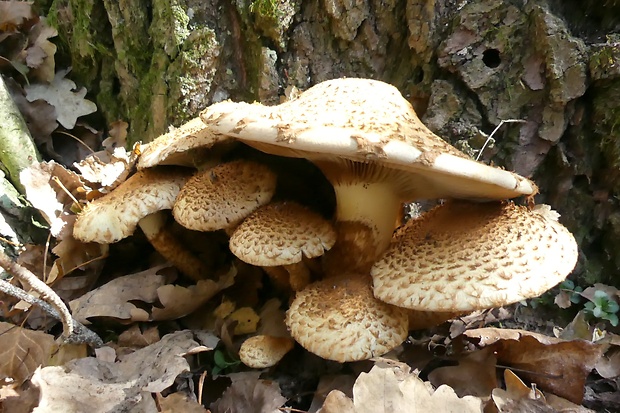 šupinovka šupinatá Pholiota squarrosa (Vahl) P. Kumm.