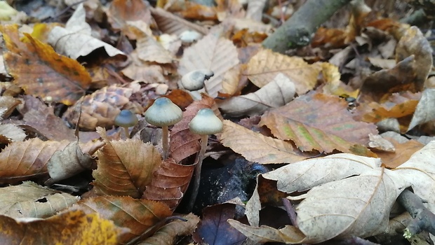 holohlavec český Psilocybe bohemica Šebek