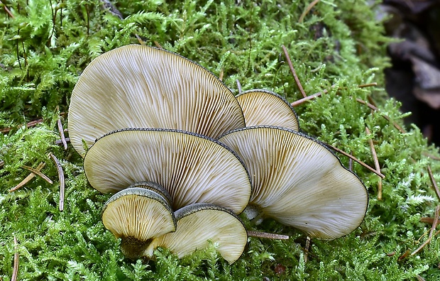 pňovka neskorá Sarcomyxa serotina (Pers.) P. Karst.