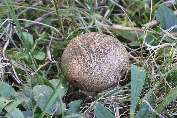 pestrec obyčajný Scleroderma citrinum Pers.