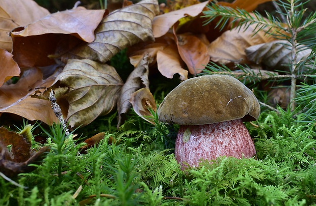 hríb zrnitohlúbikový Sutorius luridiformis (Rostk.) G. Wu & Zhu L. Yang