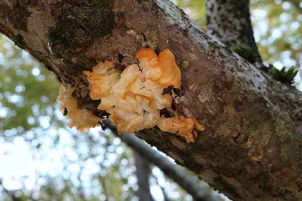 rôsolovka zlatožltá Tremella mesenterica Retz.