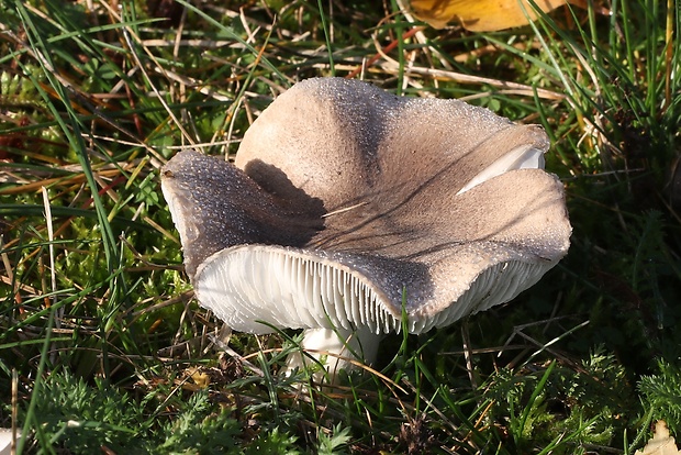 čírovka sivookrová Tricholoma scalpturatum (Fr.) Quél.