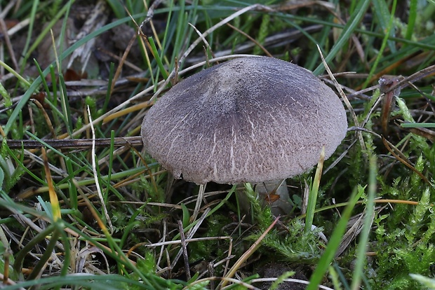 čírovka zemná Tricholoma terreum (Schaeff.) P. Kumm.