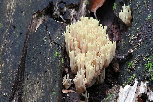 korunovec svietnikovitý Artomyces pyxidatus (Pers.) Jülich