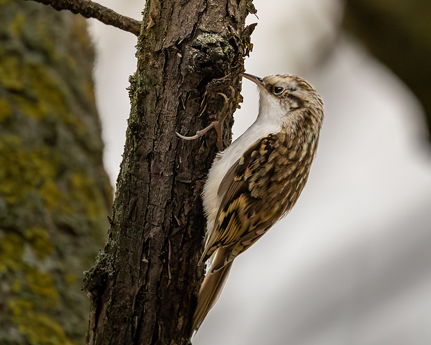 kôrovník dlhoprstý Certhia familiaris