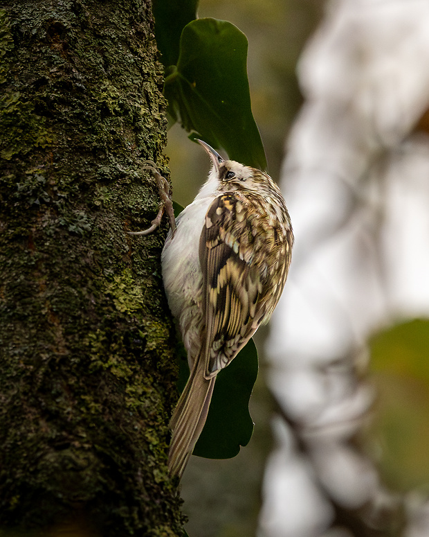 kôrovník dlhoprstý Certhia familiaris