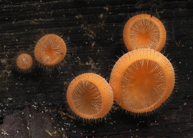 Cookeina tricholoma (Mont.) Kuntze