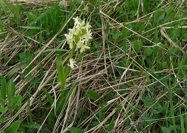 vstavačovec bazový Dactylorhiza sambucina (L.) Soó