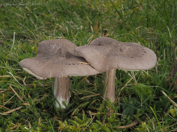 hodvábnica porfýrová Entoloma porphyrophaeum (Fr.) P. Karst.