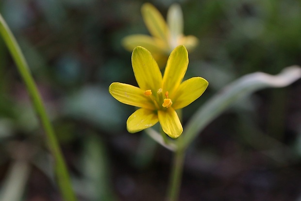 krivec Gagea sp.