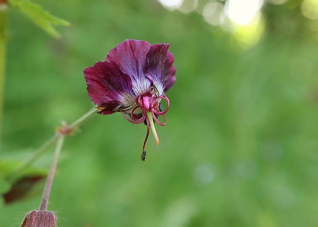 pakost hnedočervený Geranium phaeum L.