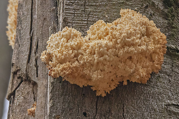 koralovec bukový Hericium coralloides (Scop.) Pers.