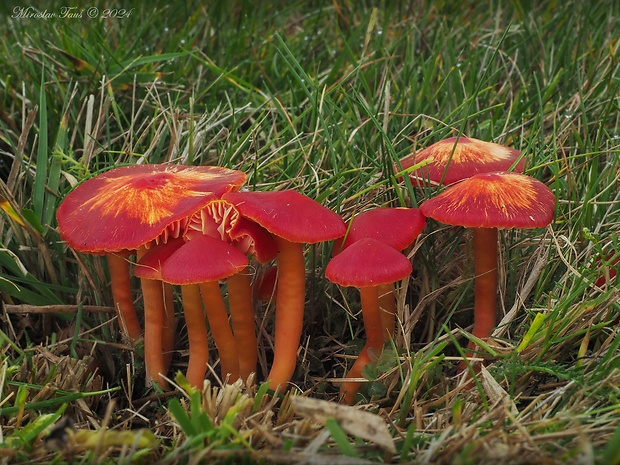 lúčnica šarlátová Hygrocybe coccinea (Schaeff.) P. Kumm.