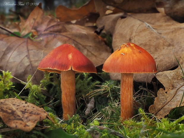 lúčnica granátovočervená Hygrocybe punicea (Fr.) P. Kumm.