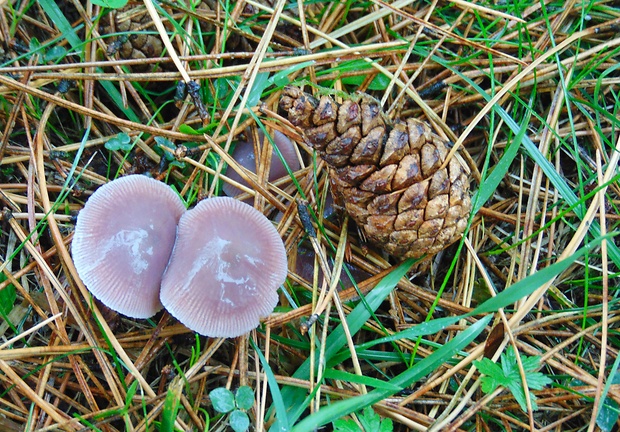 prilbička Mycena sp.