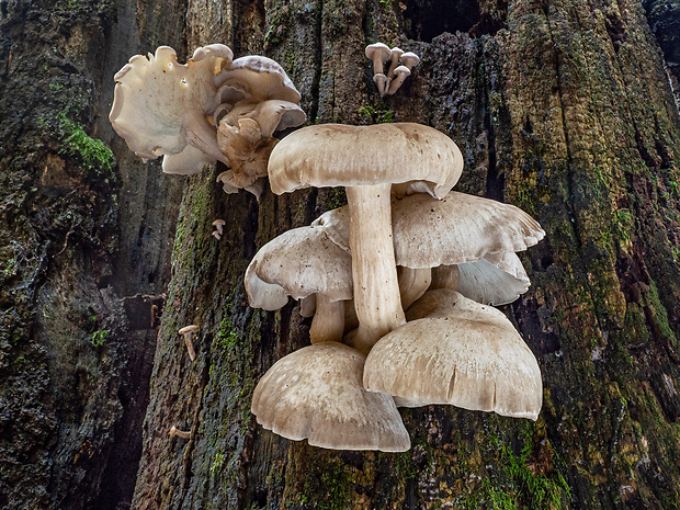 strmuľkovec Ossicaulis lachnopus (Fr.) Contu