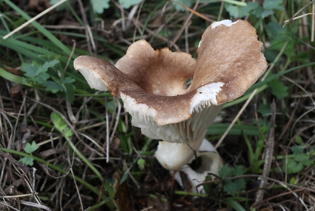 hliva kotúčová Pleurotus eryngii (DC.) Quél.