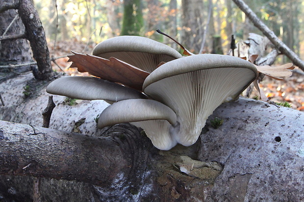 hliva ustricovitá Pleurotus ostreatus (Jacq.) P. Kumm.