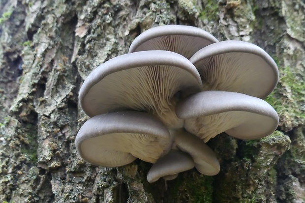 hliva ustricovitá Pleurotus ostreatus (Jacq.) P. Kumm.