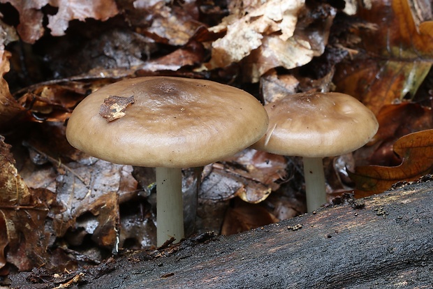 štítovka jelenia Pluteus cervinus (Schaeff.) P. Kumm.